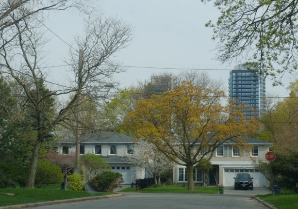 two houses on a street, with condo in background, spring, double car garages, white brick, black roofs, large tree in front