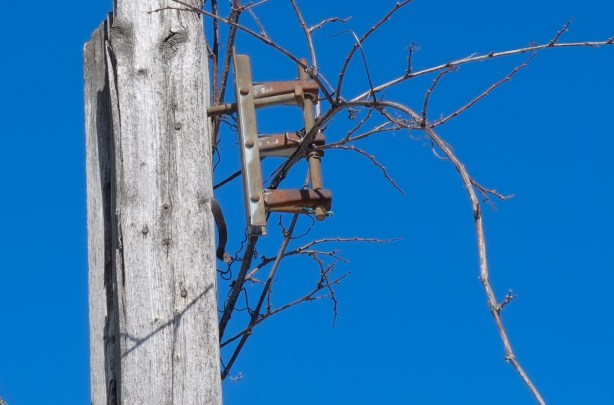 hydro pole with metal remnants, overgrown with vines