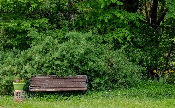 an old wood bench on a patch of grass in front of shrubs and trees
