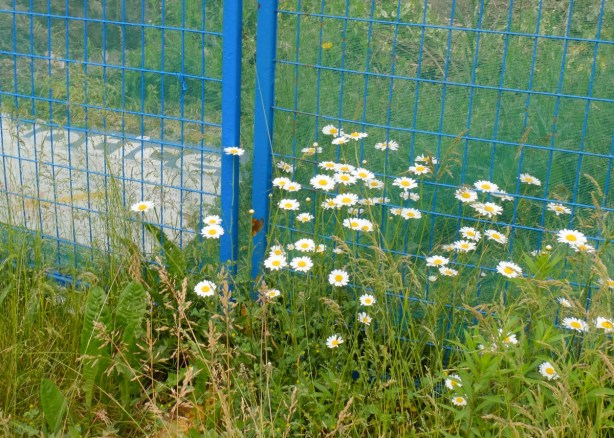 in a vacant lot with a blue metal fence around it, blue and white development notice sign on the ground, daisies growing up beside it