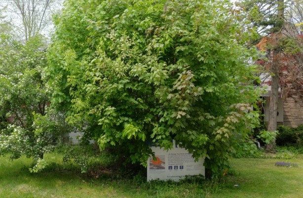 a large green shrub obscures a house that is awaiting demolition