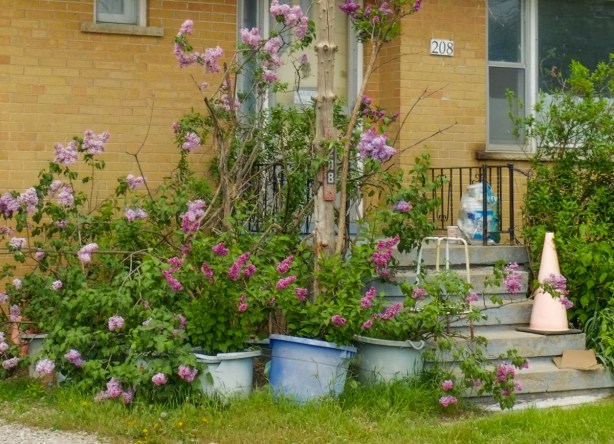 lots of plants growing in blue and grey pots in front of the porch and beside stairs of a house
