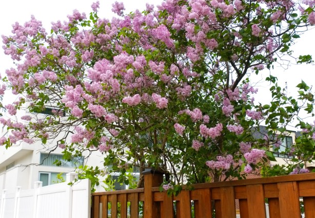 pink lilac bush in full bloom, by a wood fence