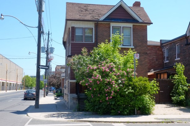 lone two storey house on Dupont, with large rose bush in front of it