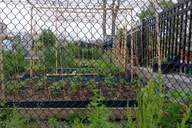 a chainlink fence in front of a vegetable garden, spring, everything is beginning to grow