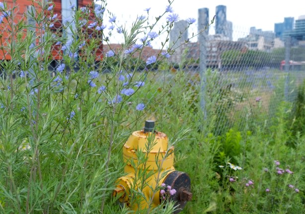 yellow fire hydrant in the weeds and wild flowers at vacant lot downtown, highrises in the background