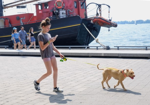 young girl walking a dog while looking at her phone, on the waterfront, walking past a boat