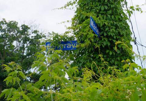 two toronto street signs on pole covered in ivy and other vines, Marlee Ave and Belgravia 