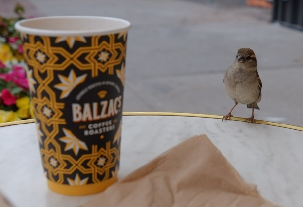 small sparrow at edge of round table, outside, balzacs coffee