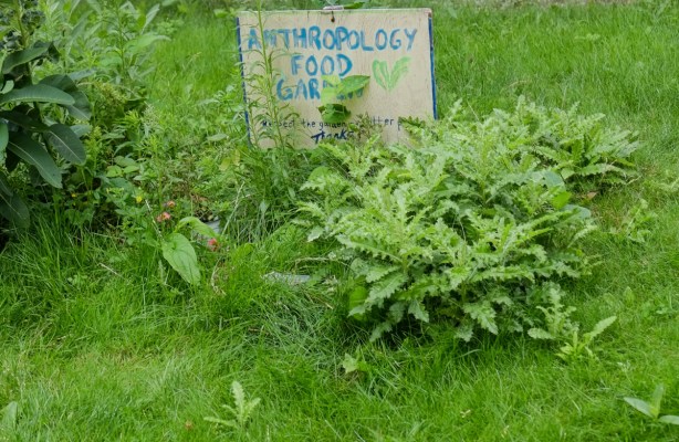 small hand printed sign in small garden that says anthropology food garden