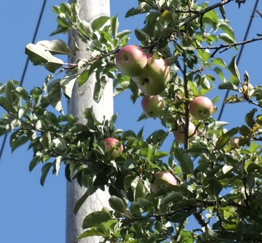 apples growing on apple tree