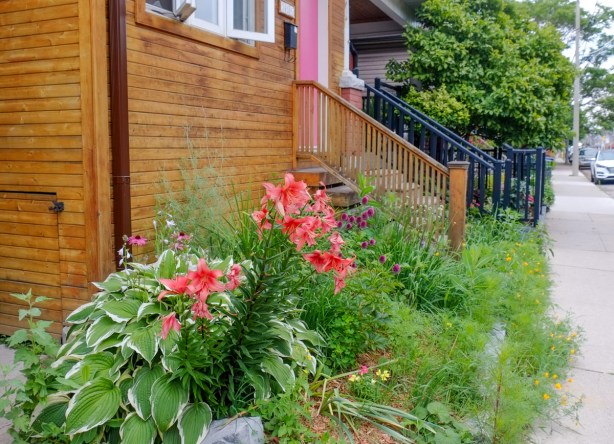 small city frontyard with some grass and some red lilies and a hosta 
