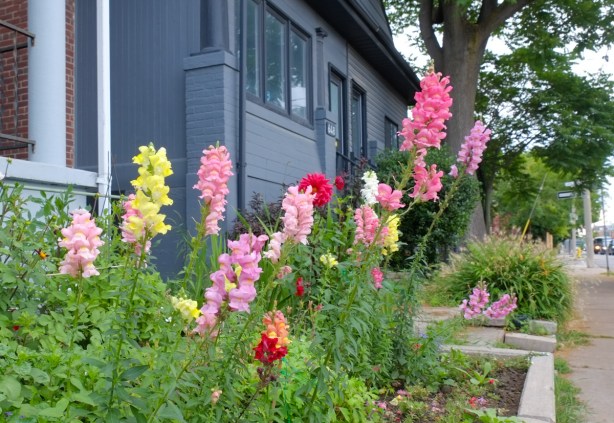 pink, red, and yellow snapdagons flowers growing in front of a grey house