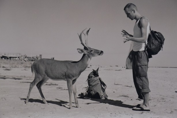 Wolfgang Tillmans black and white photo of a man encountering a deer on a beach
