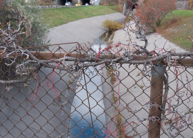 dead vines on chainlink fence beside concrete bottom creek