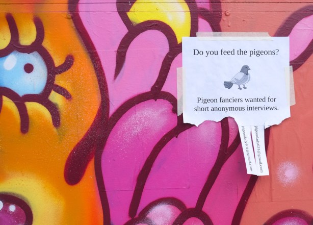 poster on a wall with a street art face painted on it, poster is looking for pigeon fanciers to interview