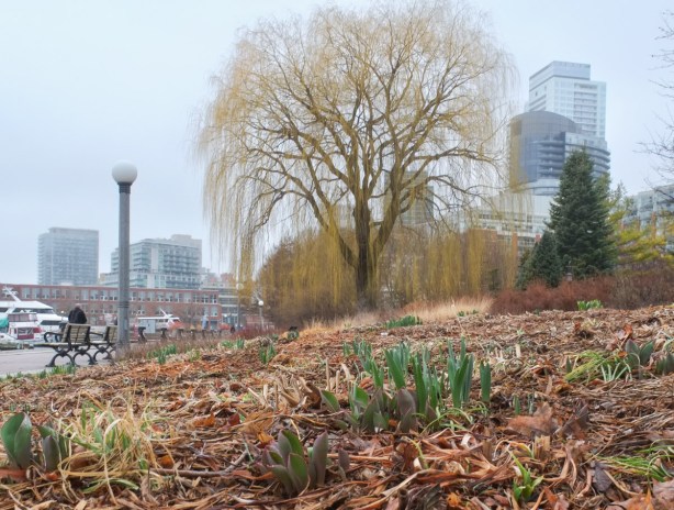 small daffodils and tulips starting to grow in a garden in front of a large willow tree 
