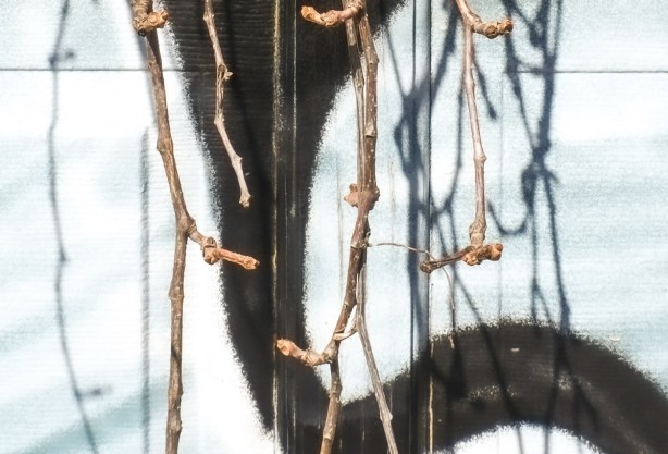 vines on a white garage door with black graffiti on it as well