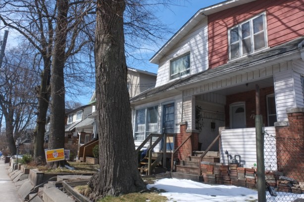 semi houses, large trees between sidewalk and street