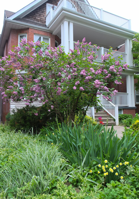older brick house, 3 storeys, with 2 balconies and a porch, all with white wood railings, large pink lilac in front, with yellow tulips and greenery in front garden