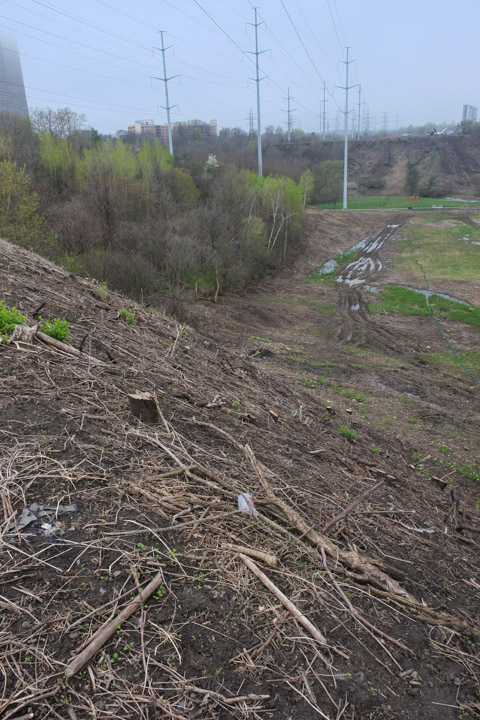 clear cut stretch of land, some stumps still there, hydro poles and wire in the background