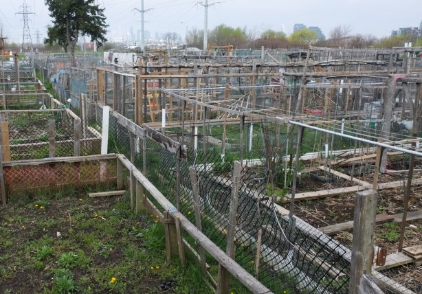 large community garden in Thorncliffe, lots of fences and stakes, early spring so there isn't much growing
