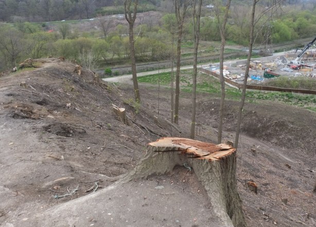 large tree stump in a patch of forest that has just been clear cut