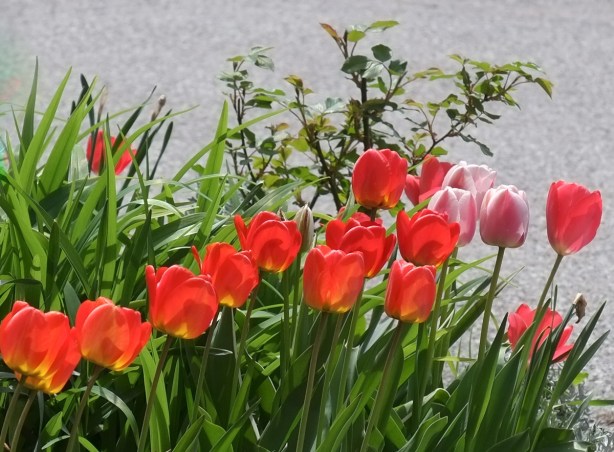 red tulips