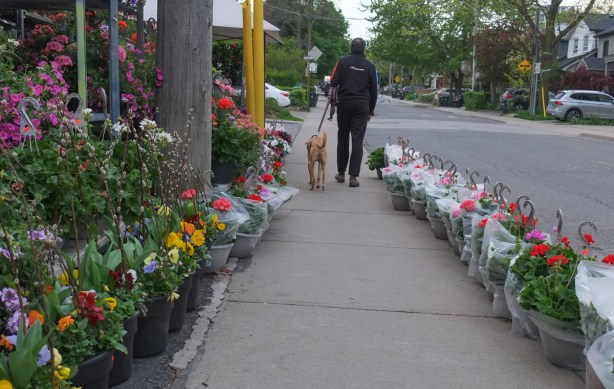 a man walking a dog on a sidewalk, back to camera, lines of potted flowering plants on both sides of the sidewalk