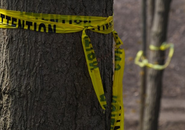 large tree trunks with yellow caution tape tied around them