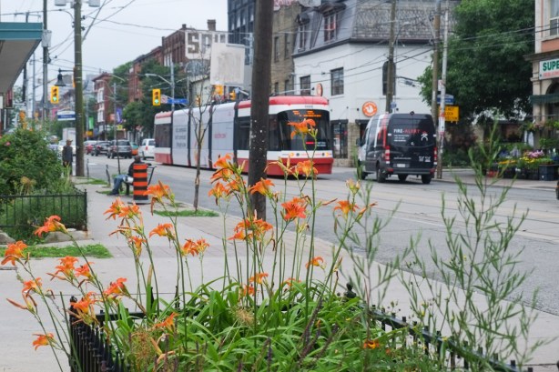 orange lilies growing in a planter on the sidewalk on queen west, street car in the background