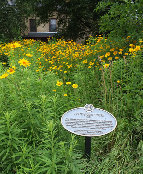 many yellow flowers in the garden in front of the Governor's House, with plaque in the garden