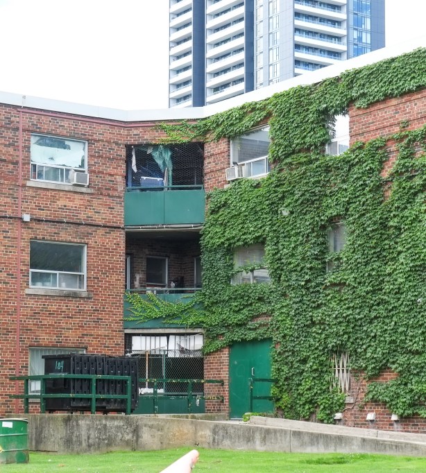 ivy covered exterior walls of Regent Park apartments,