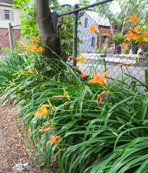 orange tiger lilies in bloom along a chainlink fence beside a path near River street and spruce street
