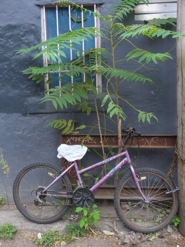 purple bike with white seat cover, parked in an alley beside a small sumac tree and an old window with metal bars on it