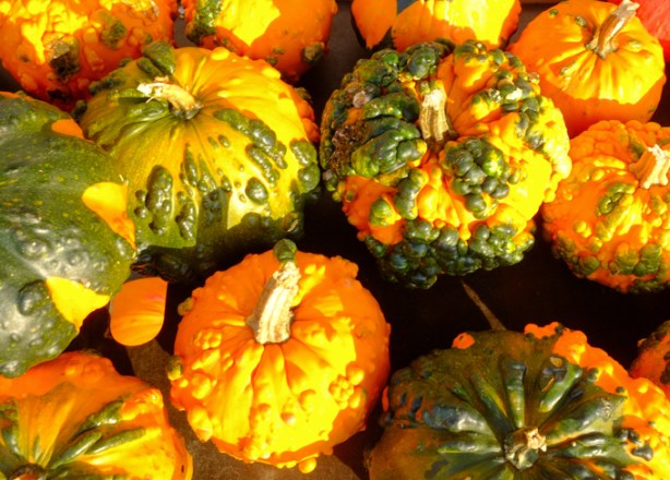 display of small pumpkins, outside in sun, at a market, orange with green bumpy bits