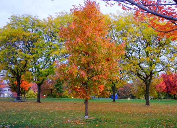 trees in autumn foliage, reds, golds, and oranges, in christie pits park