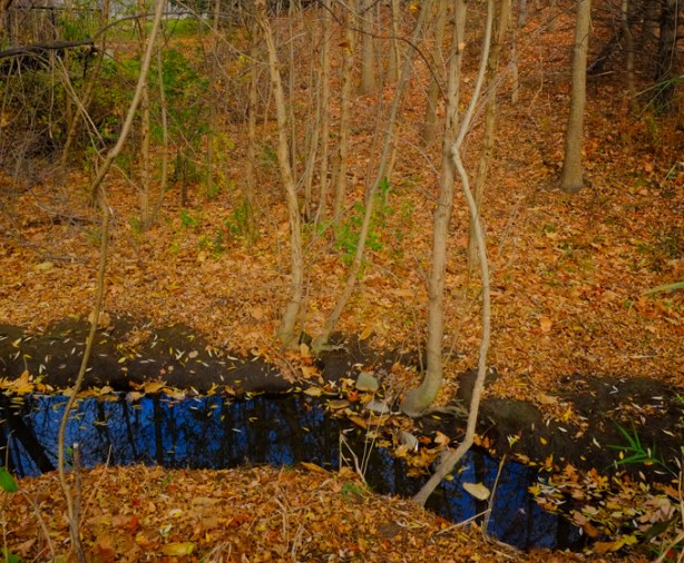 small creek running through an area covered with dead brown leaves, autumn, November scene