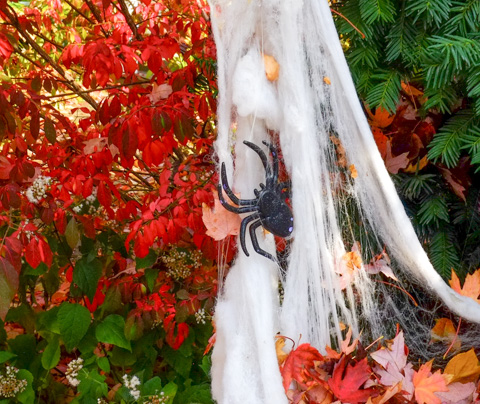 big black fake spider on white, on a red shrub, front yard