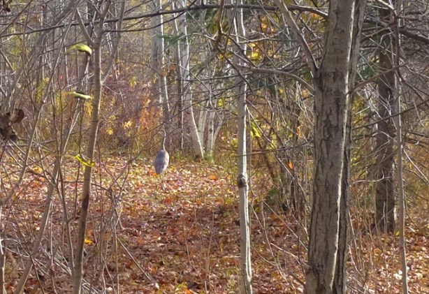 thicket of trees, no leaves, autumn, leaves on the ground, heron standing among the trees