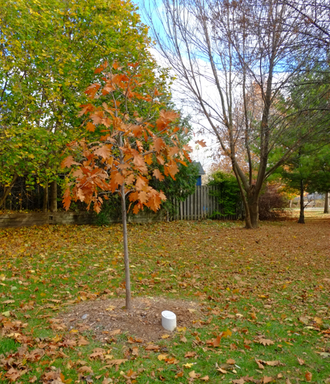 a small oak tree in autumn, in a park, with a small plaque dedicating the tree to the memory of a member of the neighbouring community
