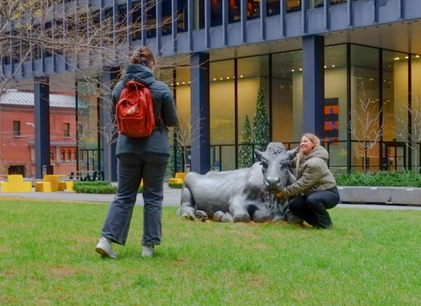 two women taking pictures of themselves with the bronze cow sculptures, n green grass, downtown Toronto