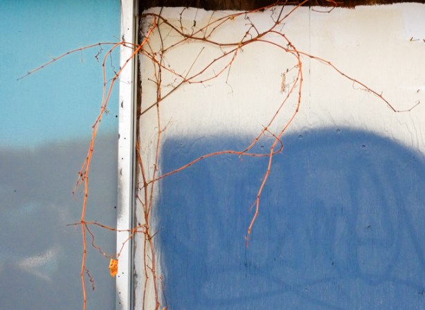 vines growing on derelict and empty building