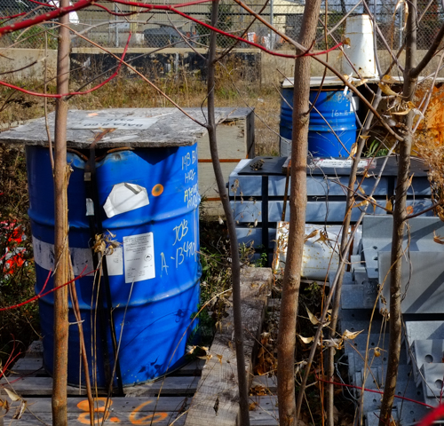two old blue barrels, behind a fence, lots of undergrowth and weeds too