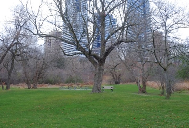 benches and picnic tables in a grassy park with many trees nearby, condos in the background