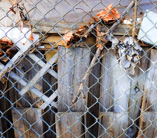jumble of wood, dead leaves, caught between chainlink fence and wood fence