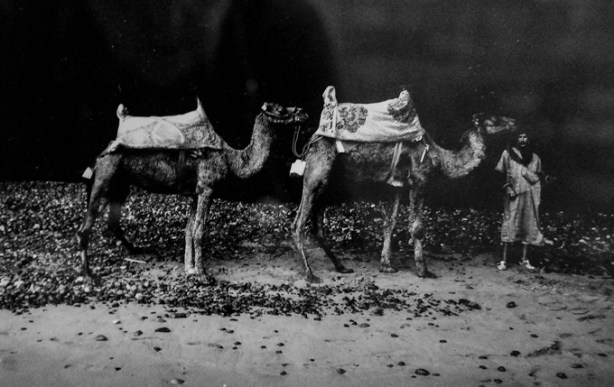 black and white photo of a man with two camels, by Albert Huang, title The Camel Man, on display in the hall of Hart House at University of Toronto