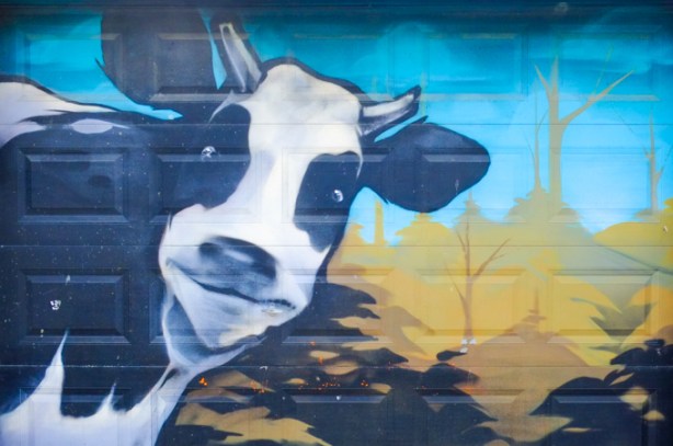 street art mural of a black and white cow looking at you, on a garage 
