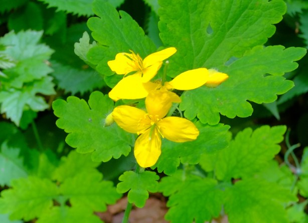 small yellow flowers on green leafy plant in woods