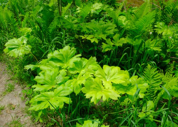 spring plants, mayapple and ferns along a path